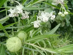 Saco de Velho - Planta Balão - Asclepias physocarpa - Sementes - Plantamundo
