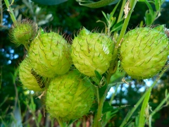 Saco de Velho - Planta Balão - Asclepias physocarpa - Sementes na internet