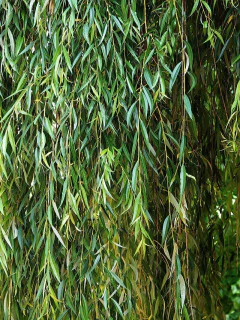 Imagem do Salgueiro Chorão - Salyx babylonica - Árvore - Sementes