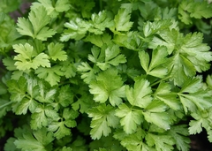 Salsinha Gigante - Salsa Grauda - Petroselinum crispum