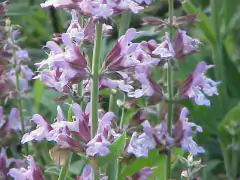 Salvia tempero - Salvia officinalis - Sementes
