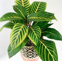 Sanquésia - Sanchezia nobilis - Planta ornamental