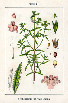 Segurelha - Satureja hortensis - comprar online
