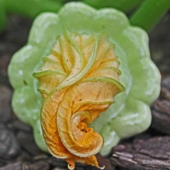 Imagem do Abobrinha Scallop Verde Clara - Pattypan