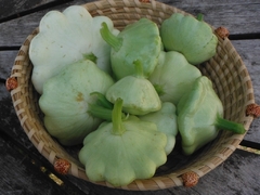 Abobrinha Scallop Verde Clara - Pattypan - Plantamundo
