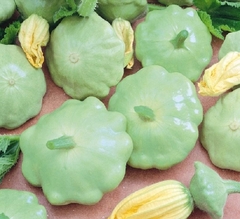 Abobrinha Scallop Verde Clara - Pattypan - comprar online