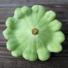 Abobrinha Scallop Verde Clara - Pattypan