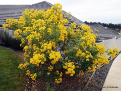 Rama negra - Fedegoso- Sen do Campo - Senna corymbosa / Cassia corymbosa