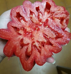 Tomate Sharpei - comprar online