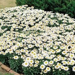 Margarida Gigante Anã - Shasta Daisy - comprar online