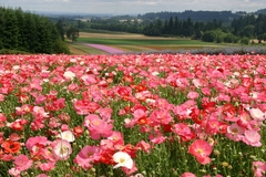 Papoula Dobrada Shirley Mix - Papaver rhoeas - Plantamundo