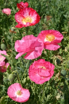 Papoula Dobrada Shirley Mix - Papaver rhoeas na internet
