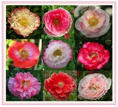 Papoula Dobrada Shirley Mix - Papaver rhoeas