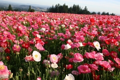 Papoula Dobrada Shirley Mix - Papaver rhoeas - loja online