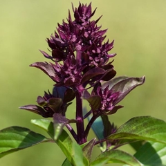 Manjericão Siam Queen- Ocimum basilicum