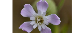 Silene conica - Flor rara - Sementes - Plantamundo