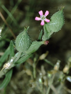 Imagem do Silene conica - Flor rara - Sementes