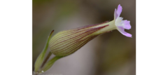 Silene conica - Flor rara - Sementes na internet