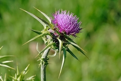 Cardo Mariano - Silybum marianum - loja online
