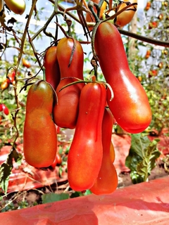 Tomate Smiley Worms - Raro, bizarro e delicioso