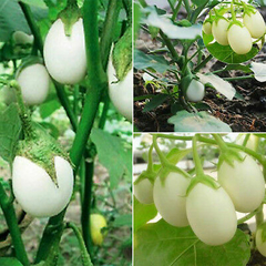 Planta Ovo Comestível!! Solanum Melongena Ovigerum