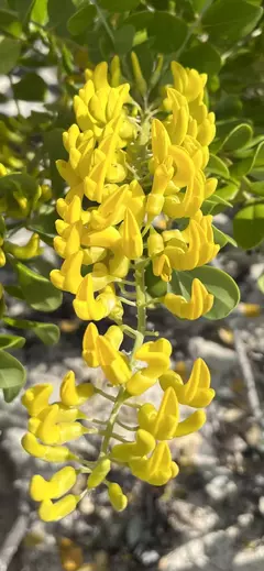 Sophora da Praia - Rabo de Lagarto - Sophora tomentosa - Flor - Pasto Apícola - Sementes - comprar online