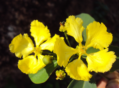 Cipó de Ouro - Vinha Orquídea - Stigmaphyllon ciliatum - Trepadeira - Flor