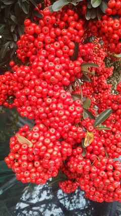 Super Piracanta Vermelha - Pyracantha coccinea - EXCLUSIVA - Sememtes - comprar online