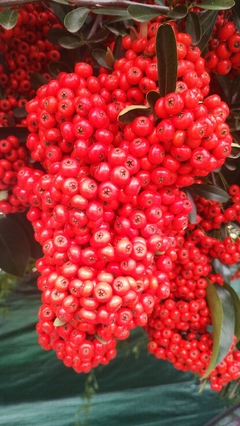 Super Piracanta Vermelha - Pyracantha coccinea - EXCLUSIVA - Sememtes - Plantamundo