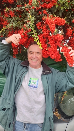 Super Piracanta Vermelha - Pyracantha coccinea - EXCLUSIVA - Sememtes na internet