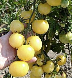 Tomate Super Snow White - Tomate Branco - Plantamundo
