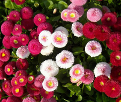 Margarida Inglesa Super Enorma Mix - Bellis -Flor - 40 sementes - comprar online