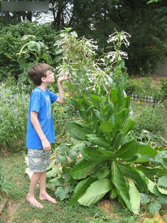 Tabaco de Flor - Only the Lonely - Nicotiana sylvestris na internet
