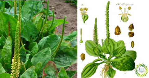 Tanchagem Plantago Para Saladas - PANC