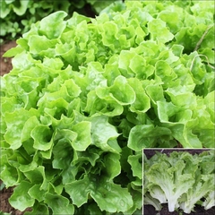 Alface Tango - Clásica - Crioula -Baby Leaf - - comprar online