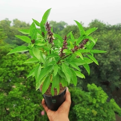 Manjericão Tailandês - Thai Basil