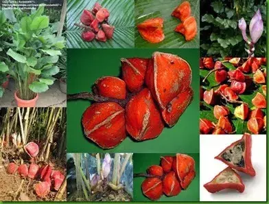 Muda de Thaumatococcus daneili - Raríssima!! - comprar online