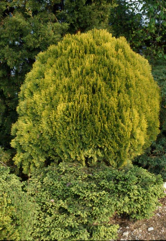 Tuia Aurea - Thuja Dourada - Cipreste Árvore