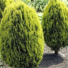 Tuia Aurea - Thuja Dourada - Cipreste Árvore - loja online