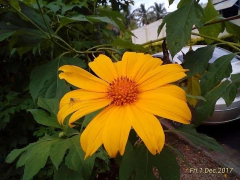 Girassol Mexicano - Girassol de Árvore - Mãos de Deus - Margaridão - Tithonia diversifolia - Sementes - comprar online