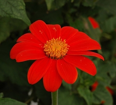 Girassol Mexicano Vermelho- Girassol de Árvore Vermelho - Tithonia rotundifolia - comprar online