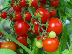Tomate Cereja de Canadá - Tomate Cherry de Canadá - Delicioso e perfeito