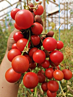 Tomate Cherry Aperitivo Doce