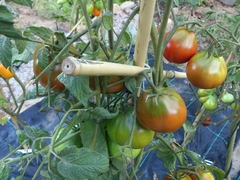 Tomate Beduino na internet
