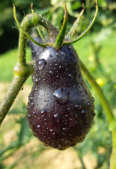 Tomate Cherry Pera Negra Black Eyes