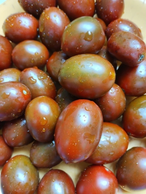 Tomate Cereja Chocolate - Tomate Cherry Chocolate