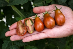Tomate Cherry Chocolate Pear - Pera Chocolate - Plantamundo