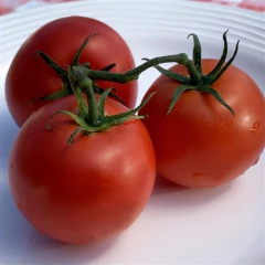 Tomate Especial para Salada - 60 sementes - loja online