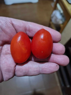 Tomate Cereja Grape - Tomate Cereja Uva - Sementes - Plantamundo