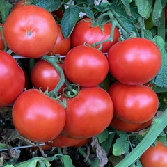 Tomate Heinz